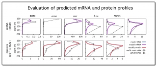 Saanich predicted mRNA and protein profiles